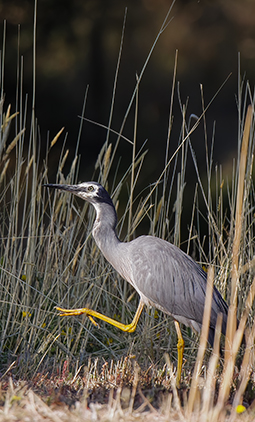 White-faced Heron at Redman Bluff Wetlands at Grampians Paradise Camping and Caravan Parkland